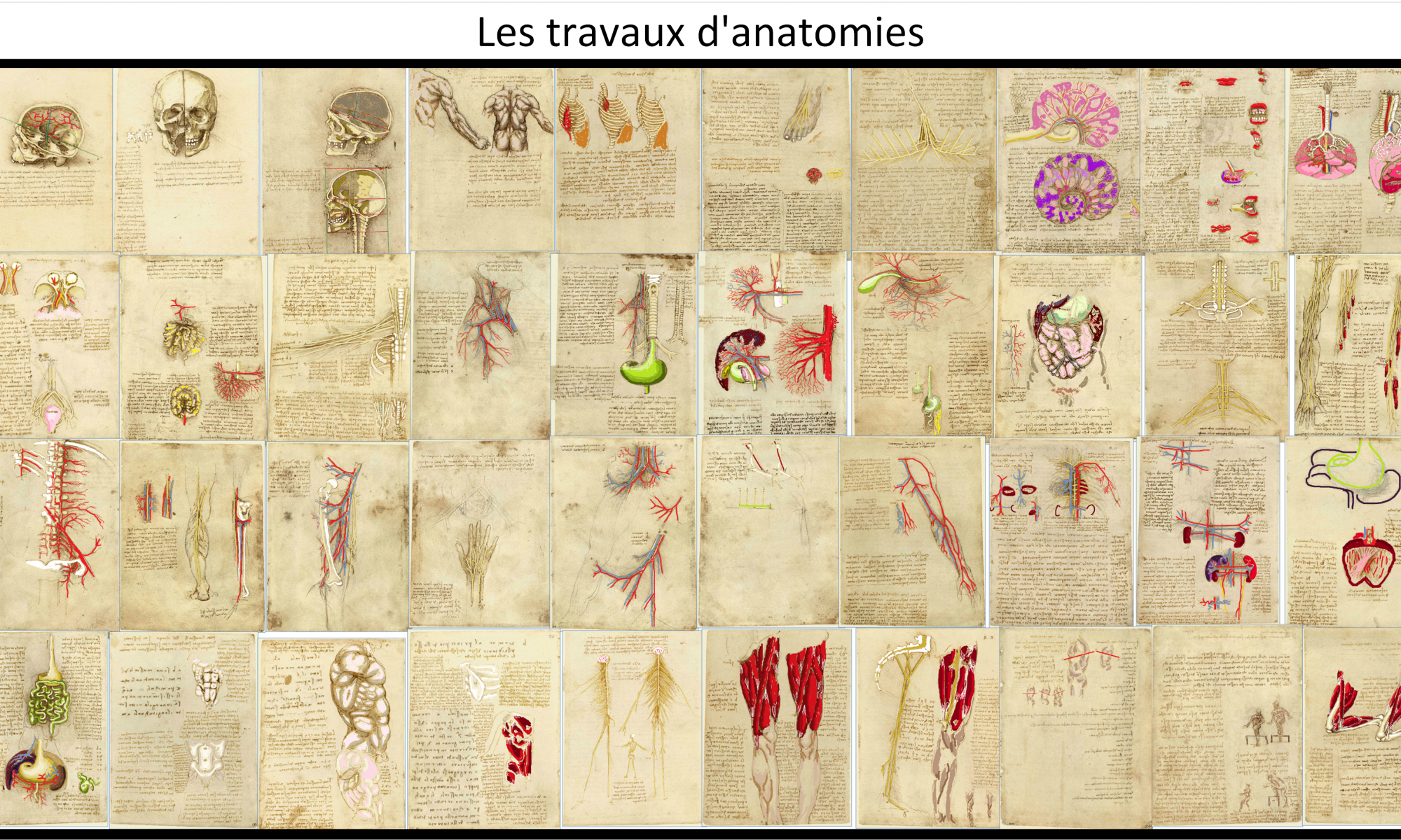 Les travaux d'anatomie de Léonard de Vinci