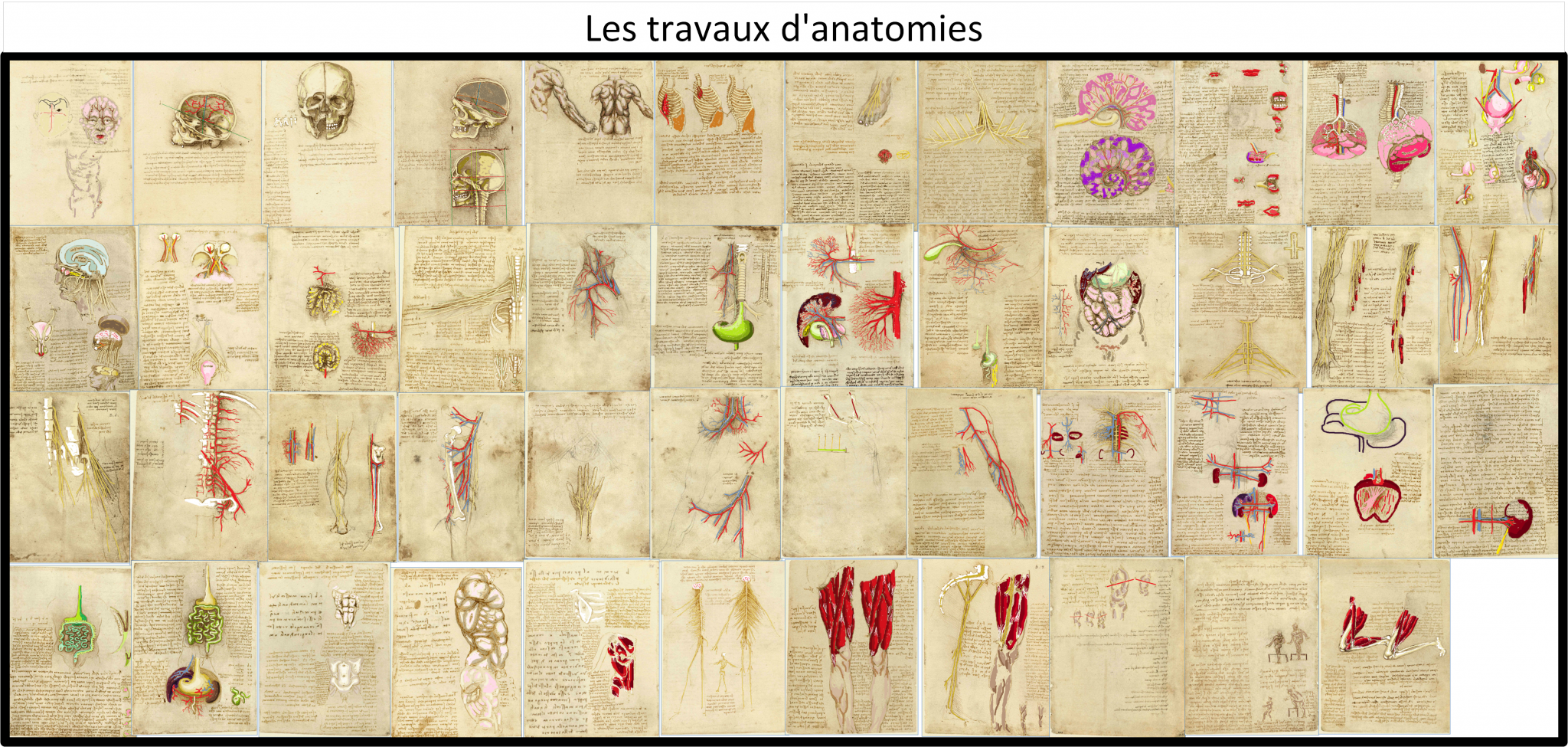Les travaux d'anatomie de Léonard de Vinci