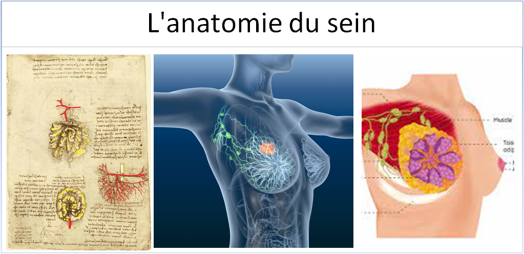L'anatomie du sein