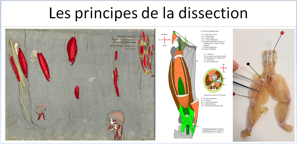 Les principes de la dissection