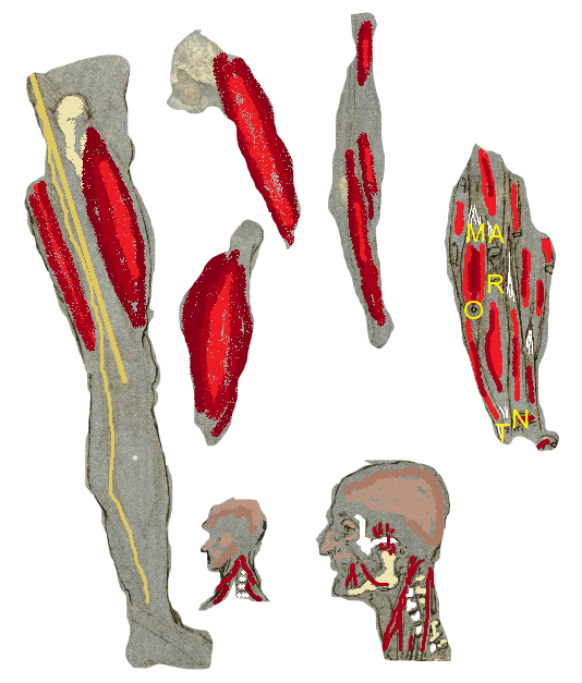 ANA006R-1.png