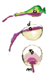 ML017V-1.png